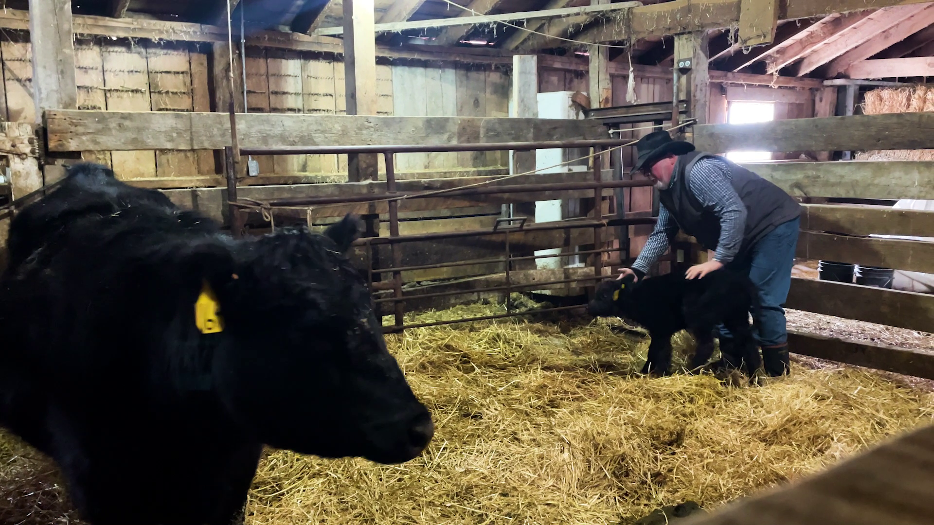 Montana Ag Network: Calving Season