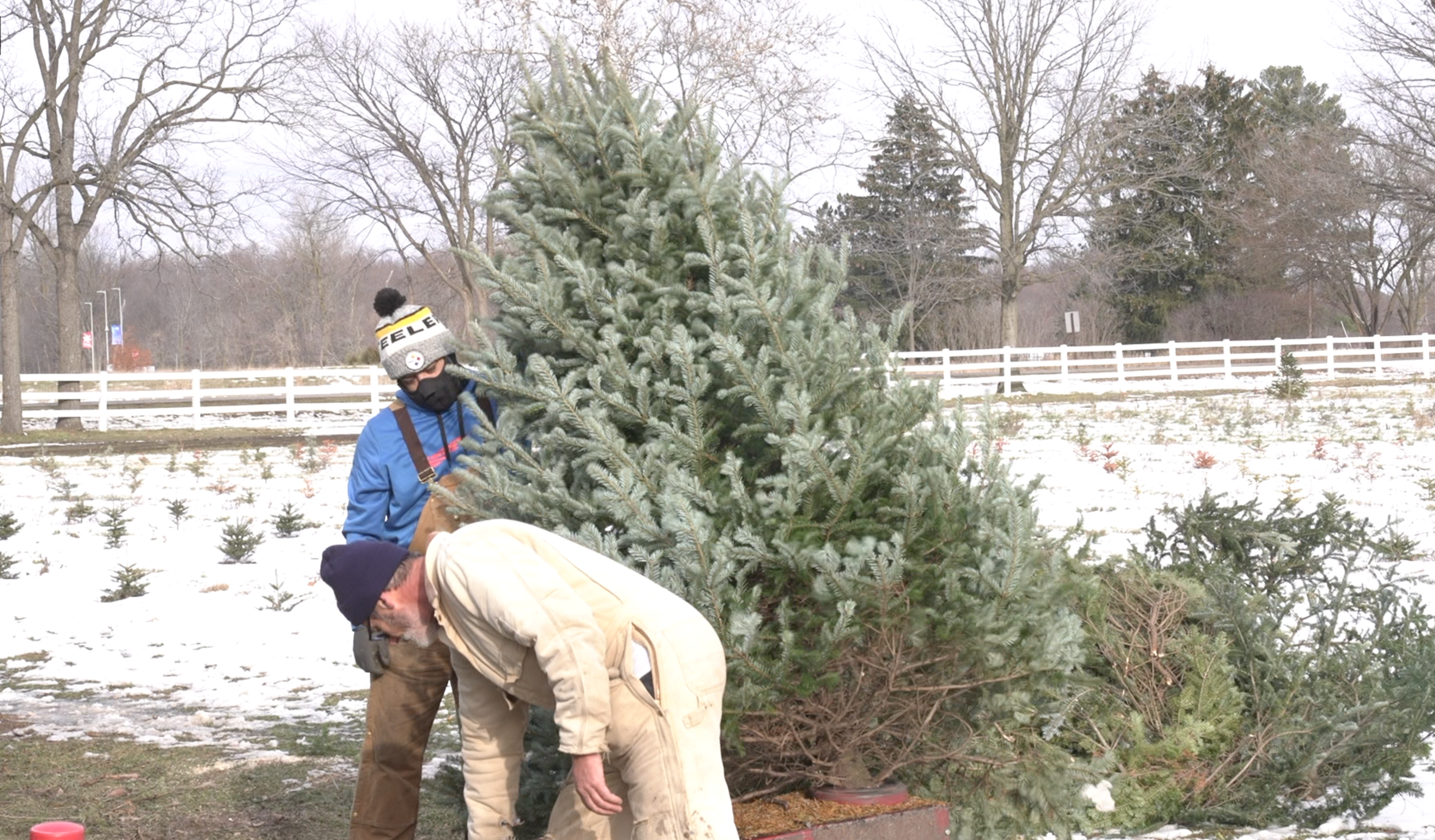 Christmas tree shaking at Tannenbaum Farms.