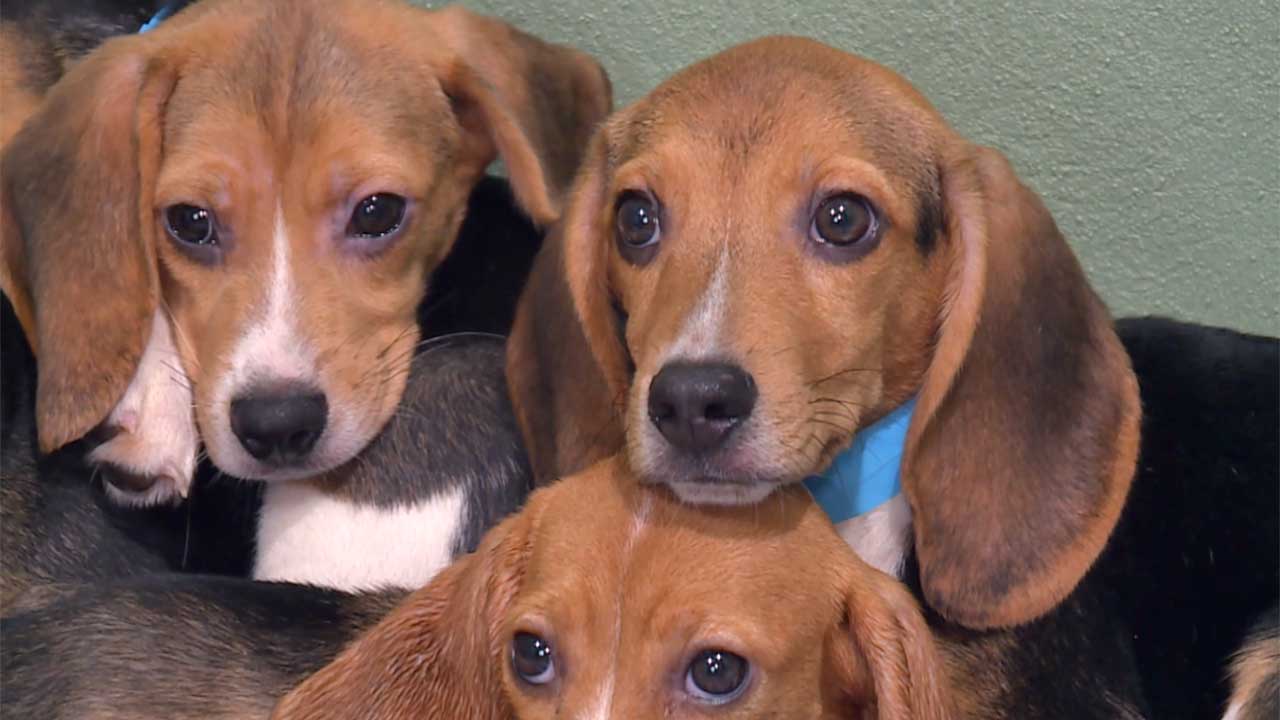 Big Dog Ranch Rescue has welcomed the final 155 beagles from Ridglan Farms, a now-closed Wisconsin testing facility.