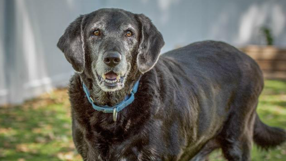 Sampson pet of the week