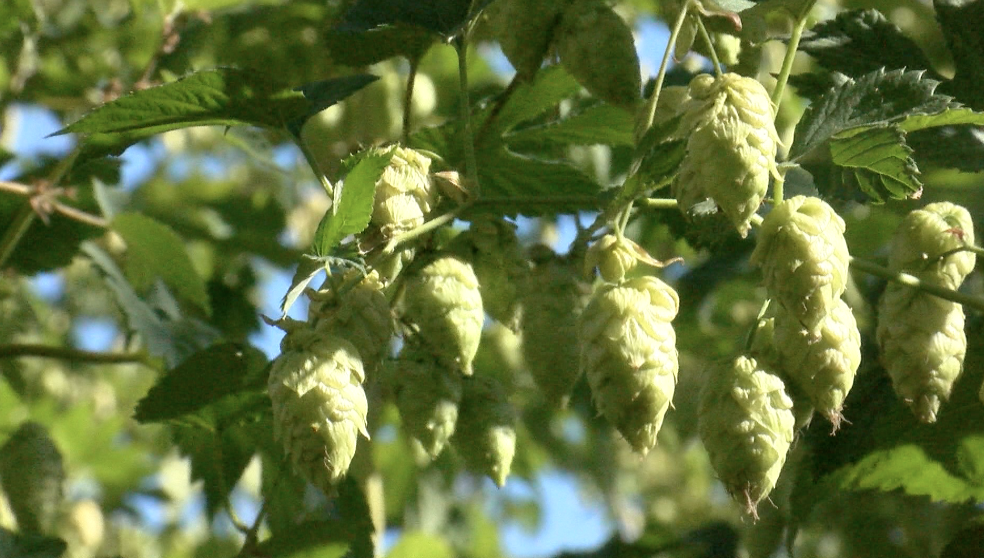 Montana AG Network: Montana hops in peak harvest