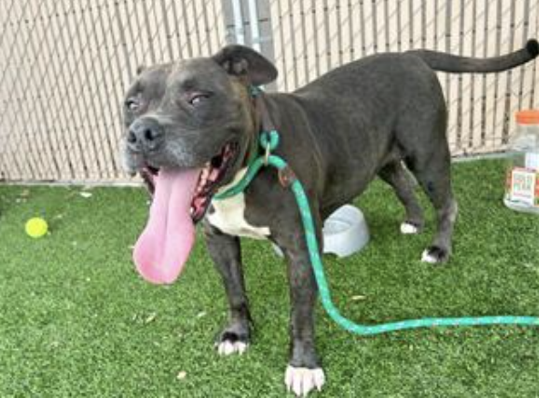 Screen Shot 2022-11-23 at 10.08.32 AM.png