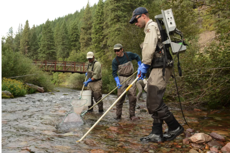 Attorney argues for FWP commission review of fish restoration removal - Vimarsana News