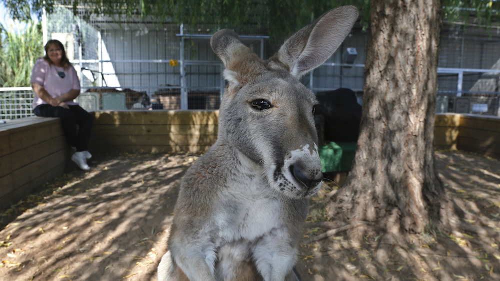 Police in Australia record kangaroo bounding through deserted city center