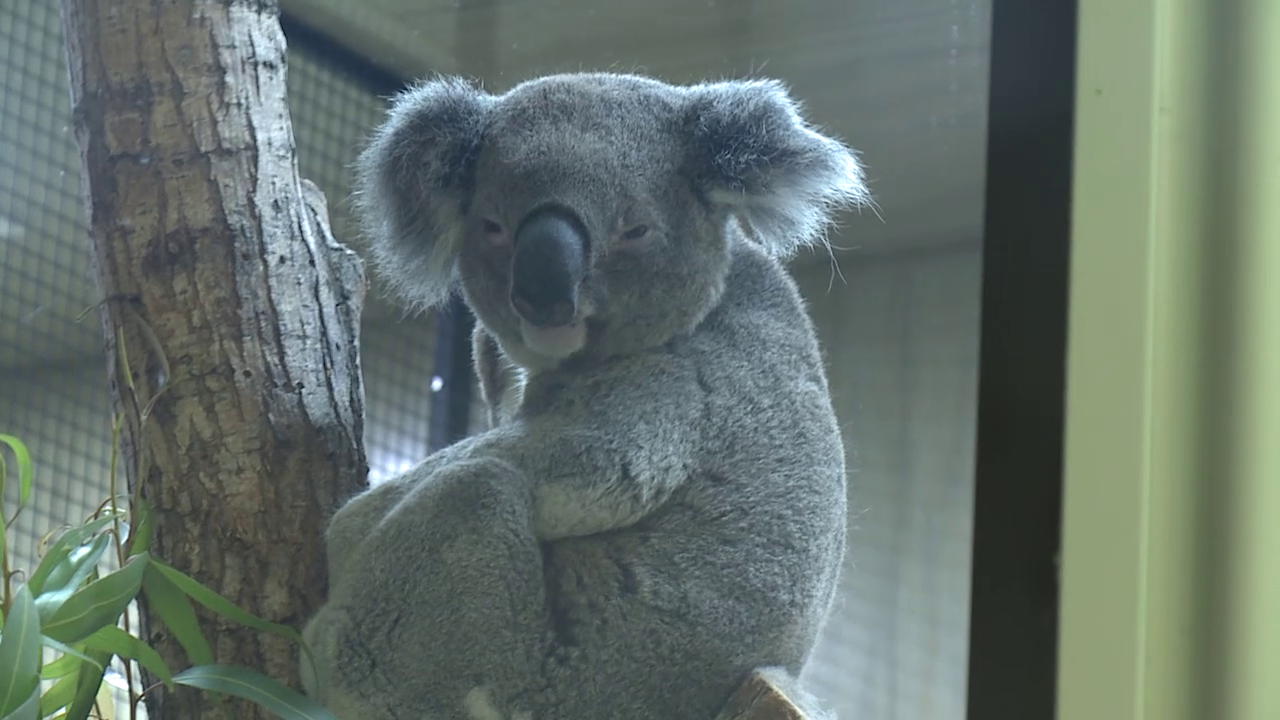 Koala