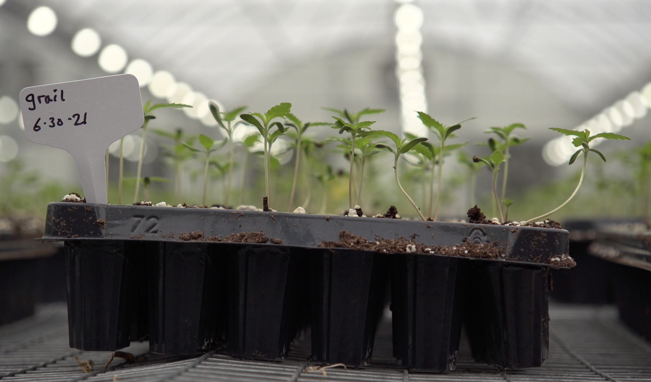 At Treadwell Farms in Florida, the hemp crop gets started by growing in a massive greenhouse.