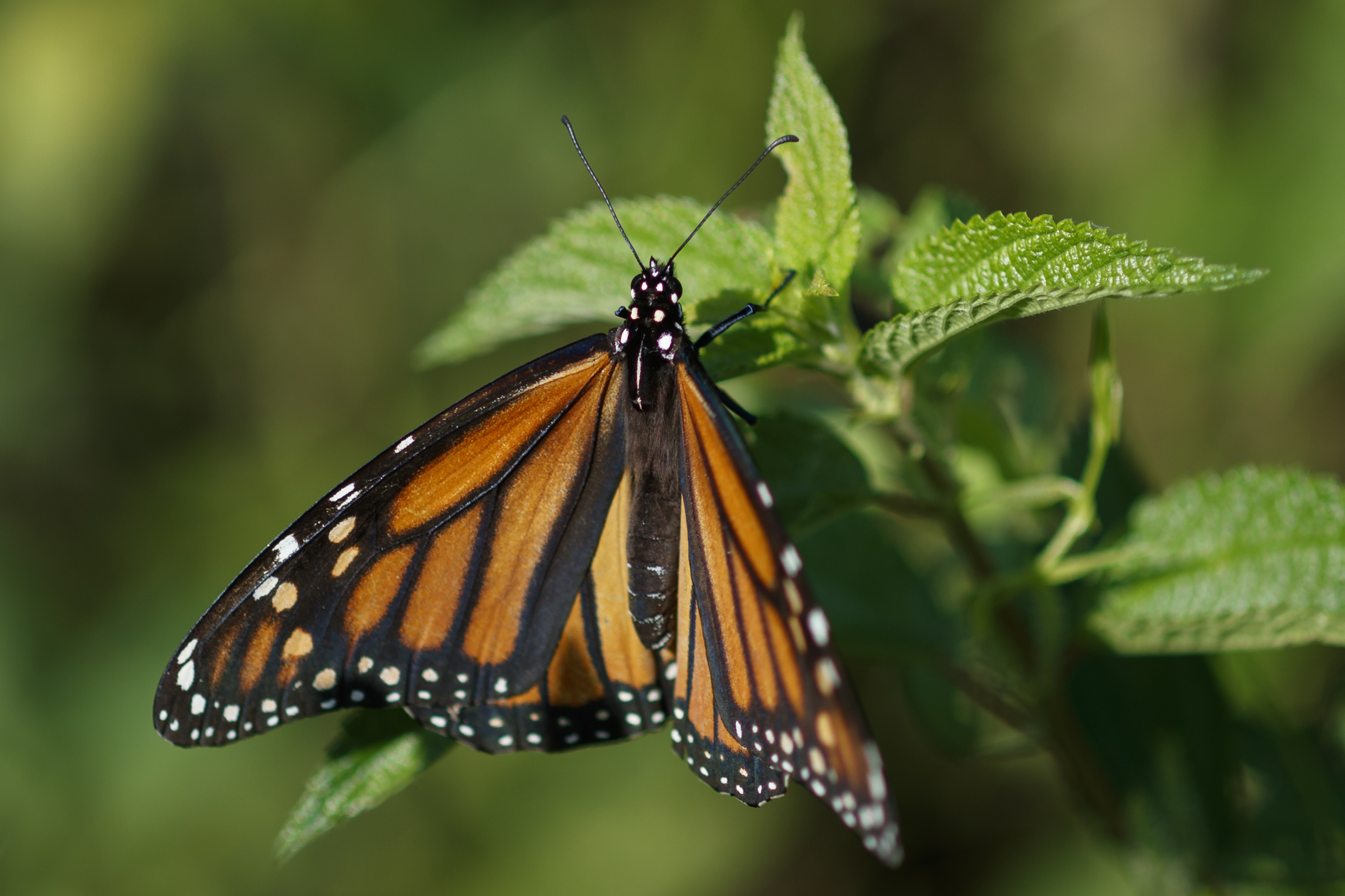California Monarch Butterflies