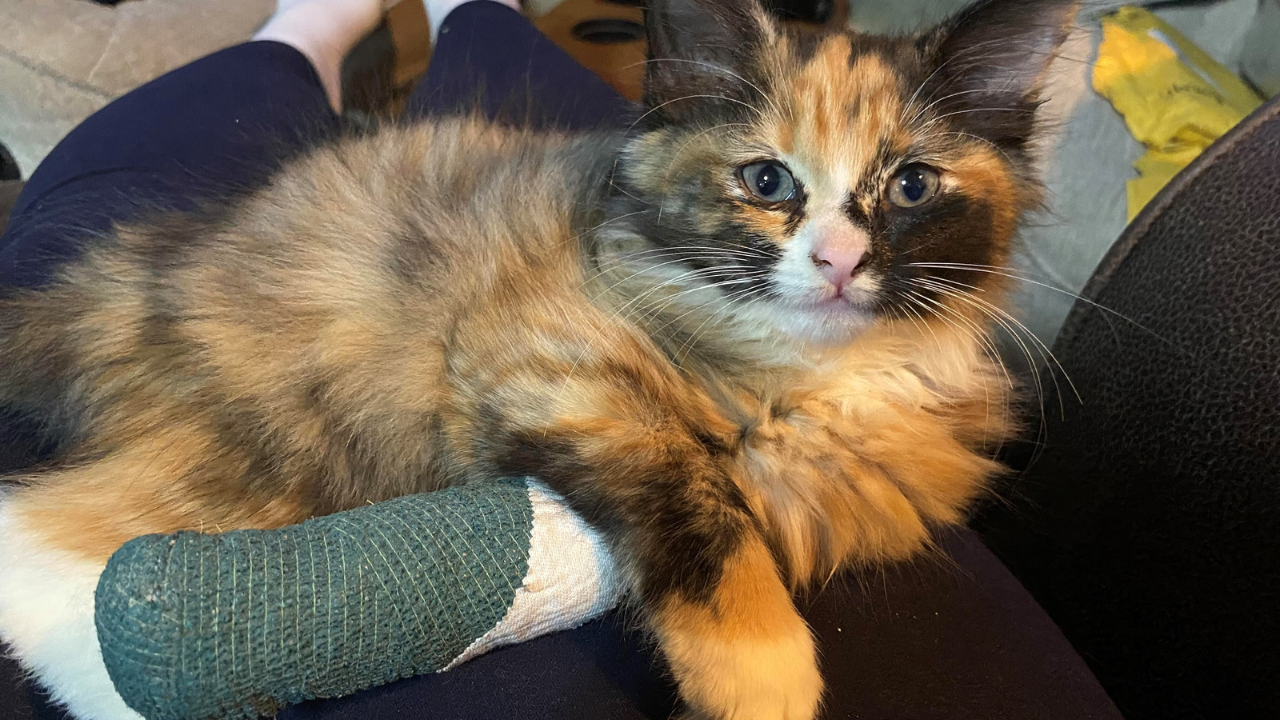 Vee Jeanne and Troy.png