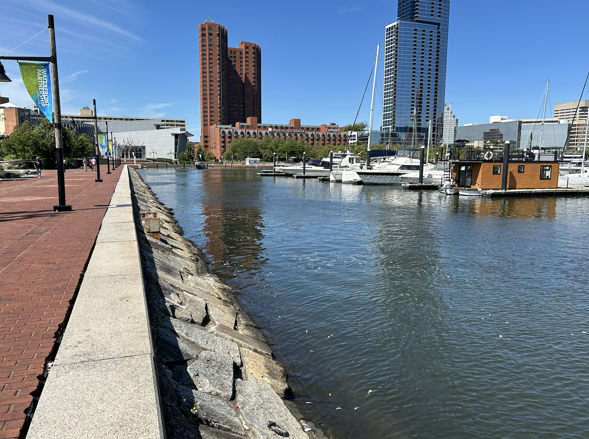 Dead fish were discovered floating in Baltimore's Inner Harbor Wednesday.