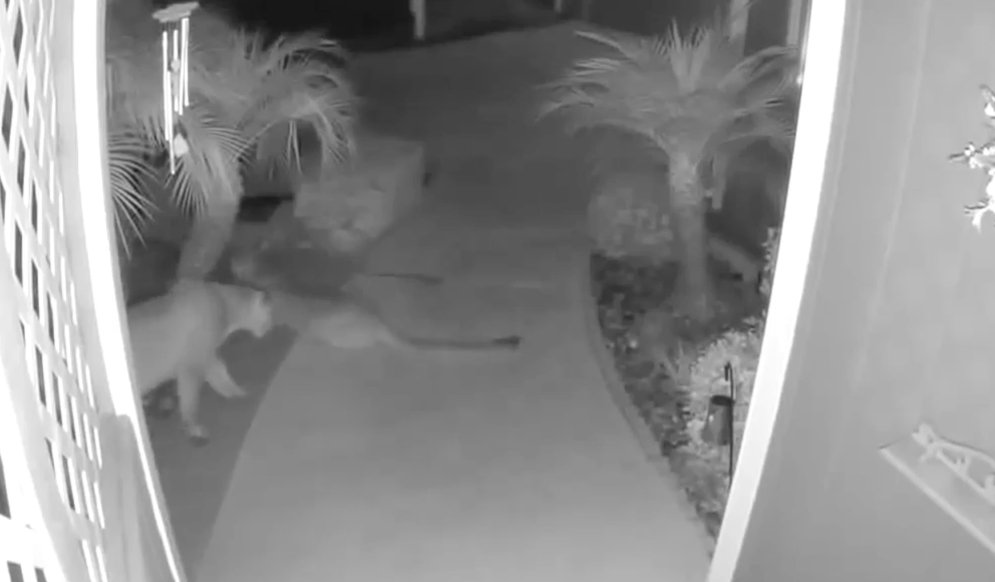 Two mountain lions caught on camera visiting Oceanside senior community