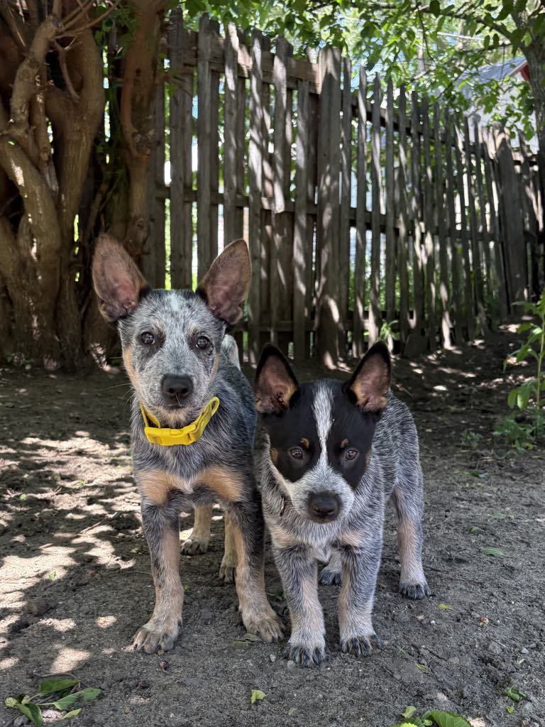 Tripp and Thatcher