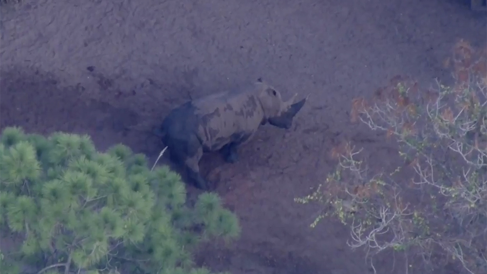 WPTV-BREVARD-ZOO-RHINO-NEW.jpg