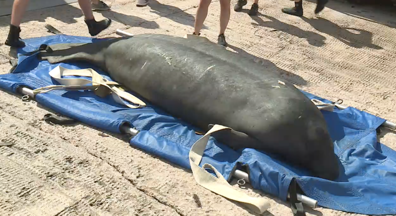 Manatee Crumpet 08252022.png