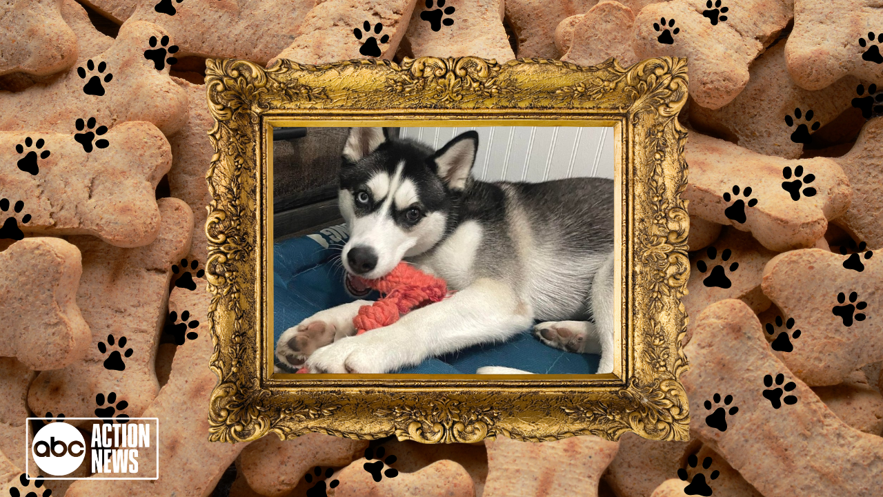 Rescues in Action: Roma