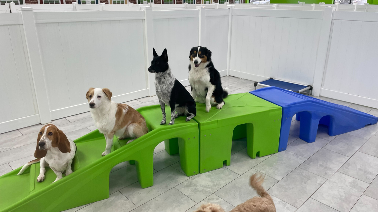 New years resolutions for dogs