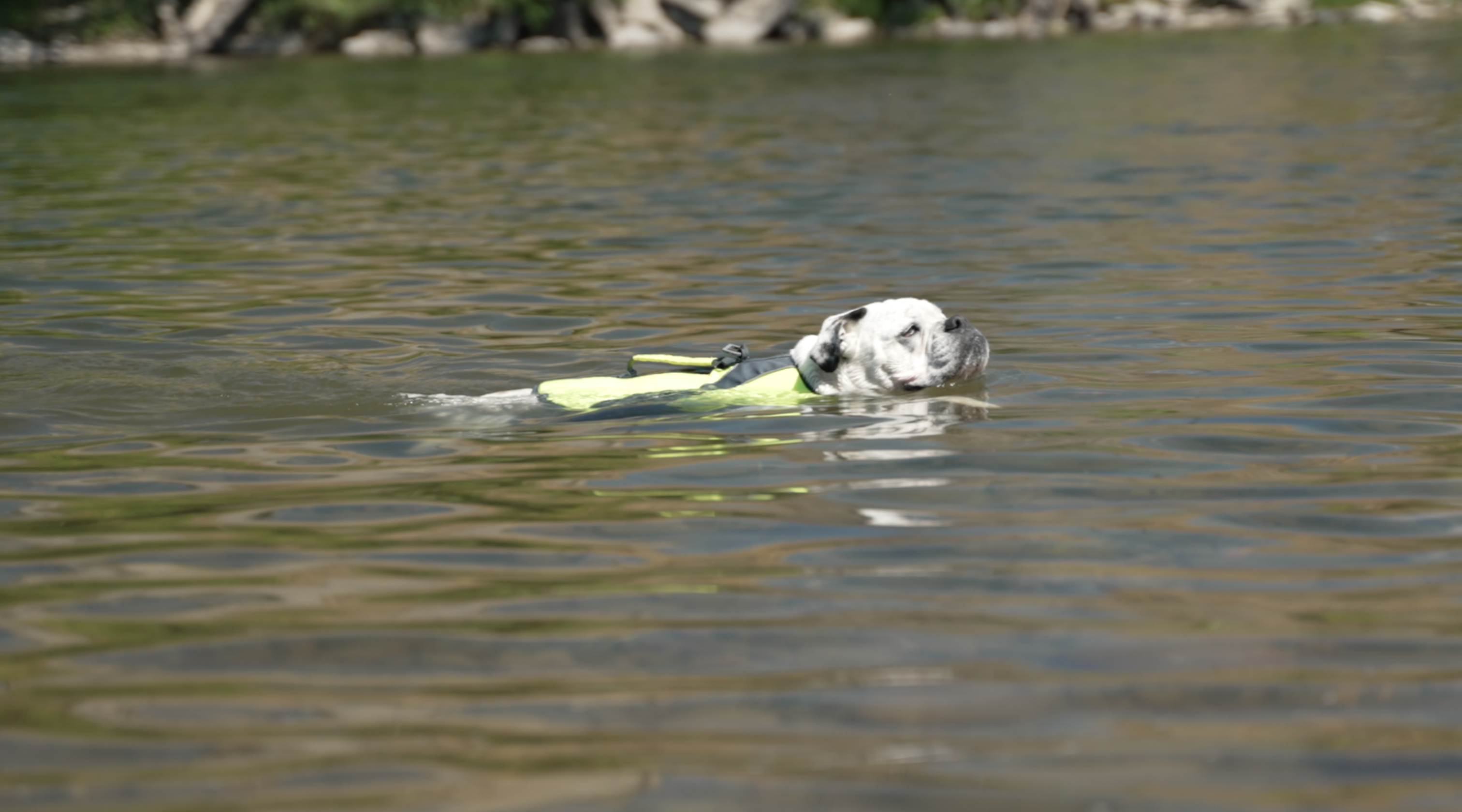 Bulldog in Clark Fork 