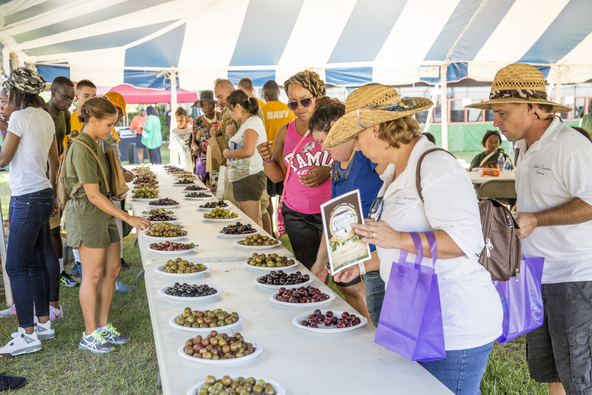 FAMU Grape Harvest Festival