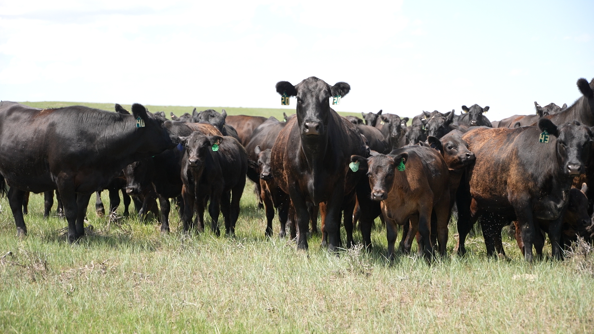 Cows