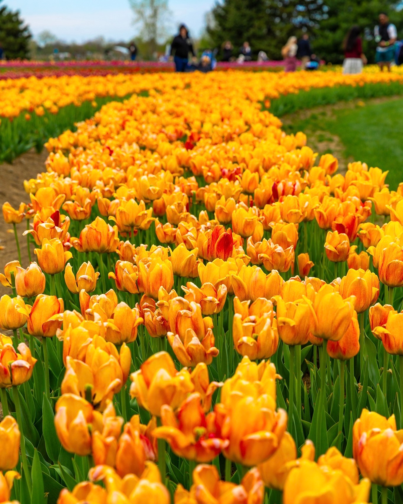 DeBuck's Tulip 1.jpg