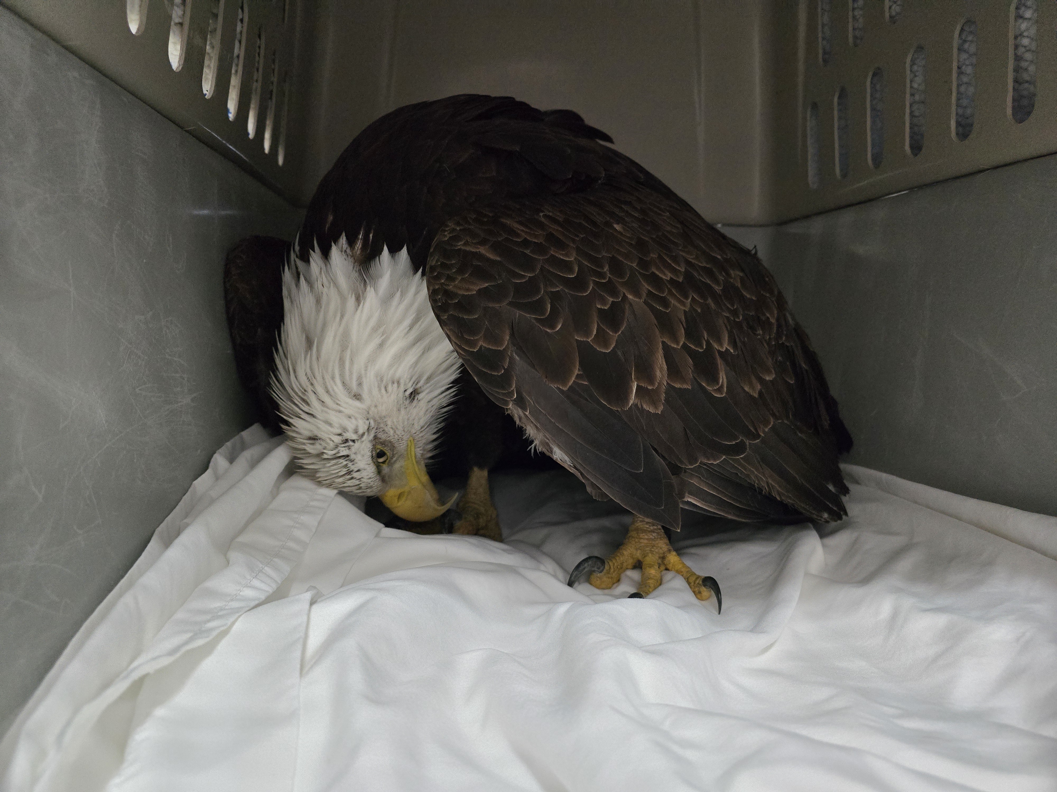 Wild Skies Raptor Center May Eagle