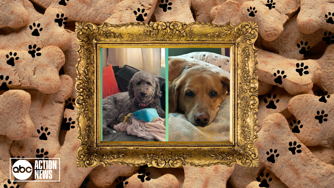 Rescues in Action: Lanie and Murphy 