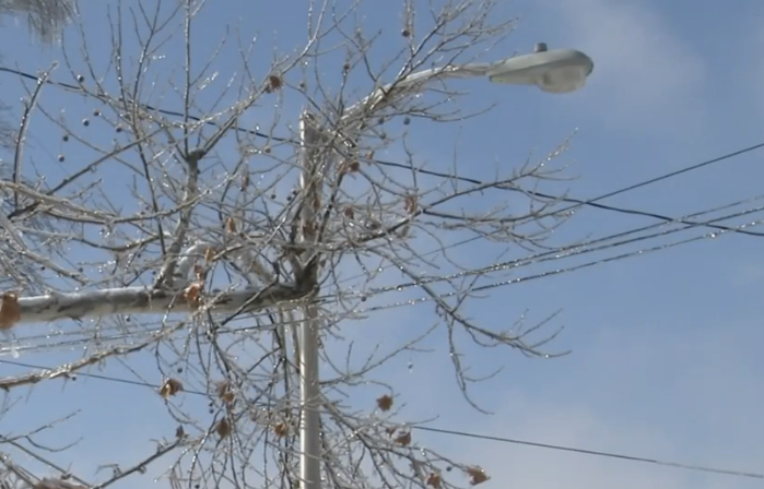 Tree over power lines.PNG