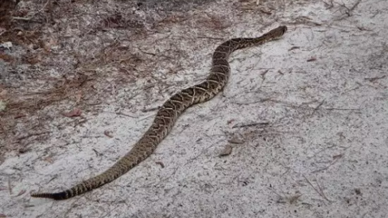 Eastern diamondback rattlesnake FWC.png
