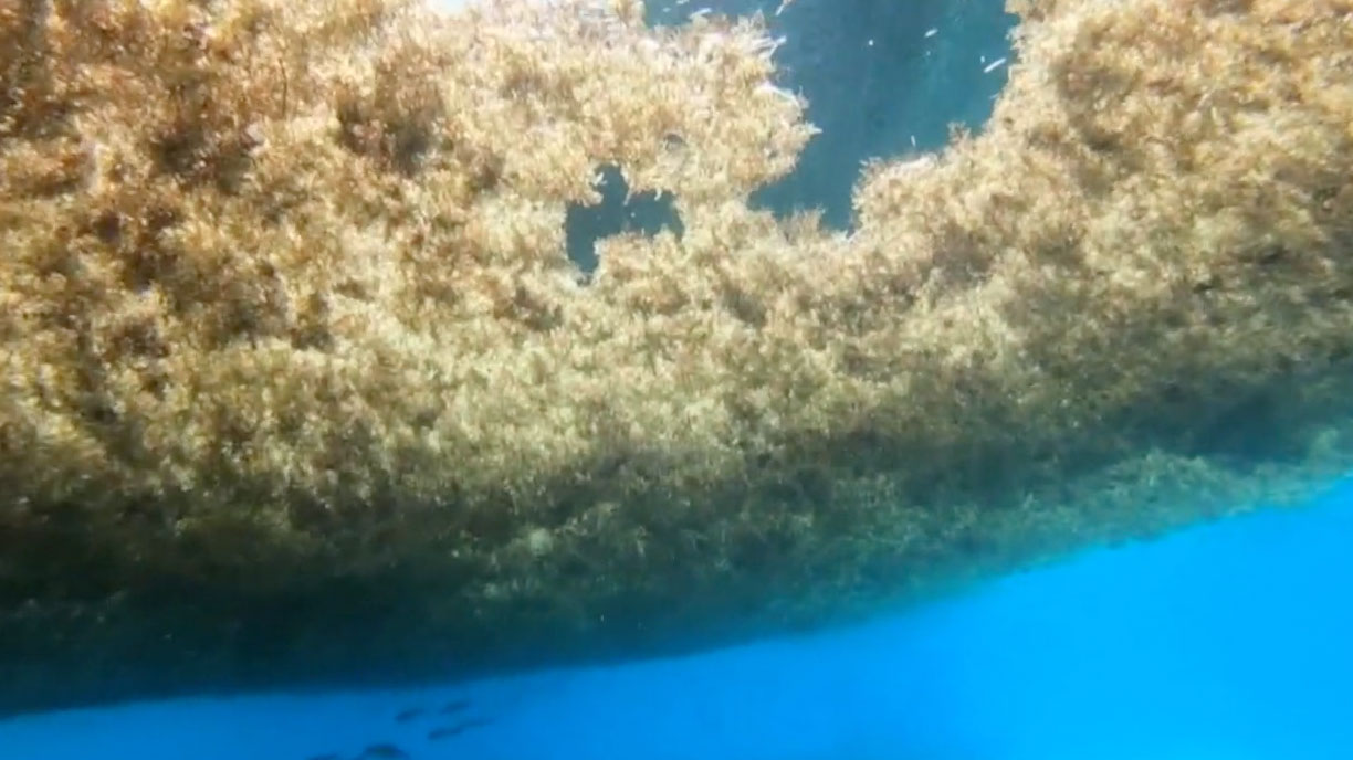Sargassum, generic