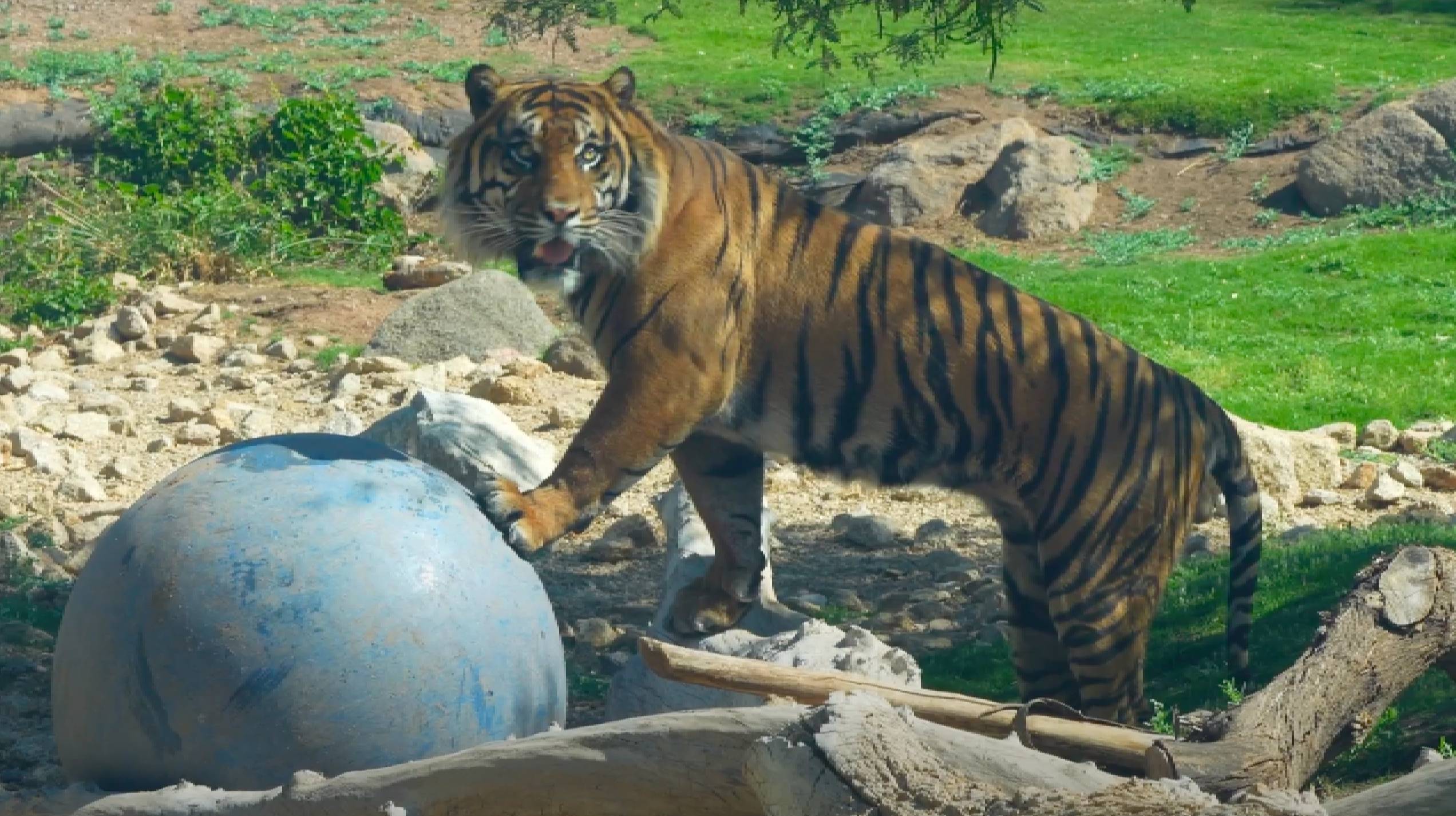 Raja, playing at the Phoenix Zoo 