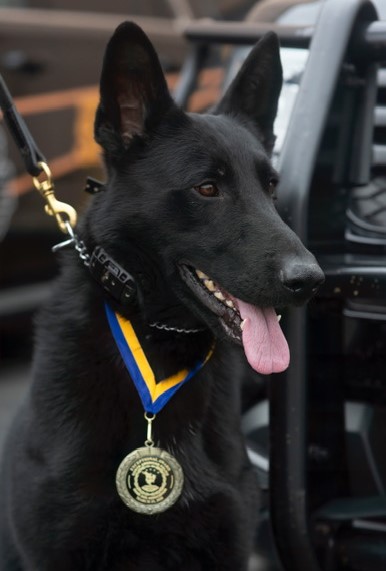 K9 Blek with NAPWDA Exceptional Service Award Medal.jpg