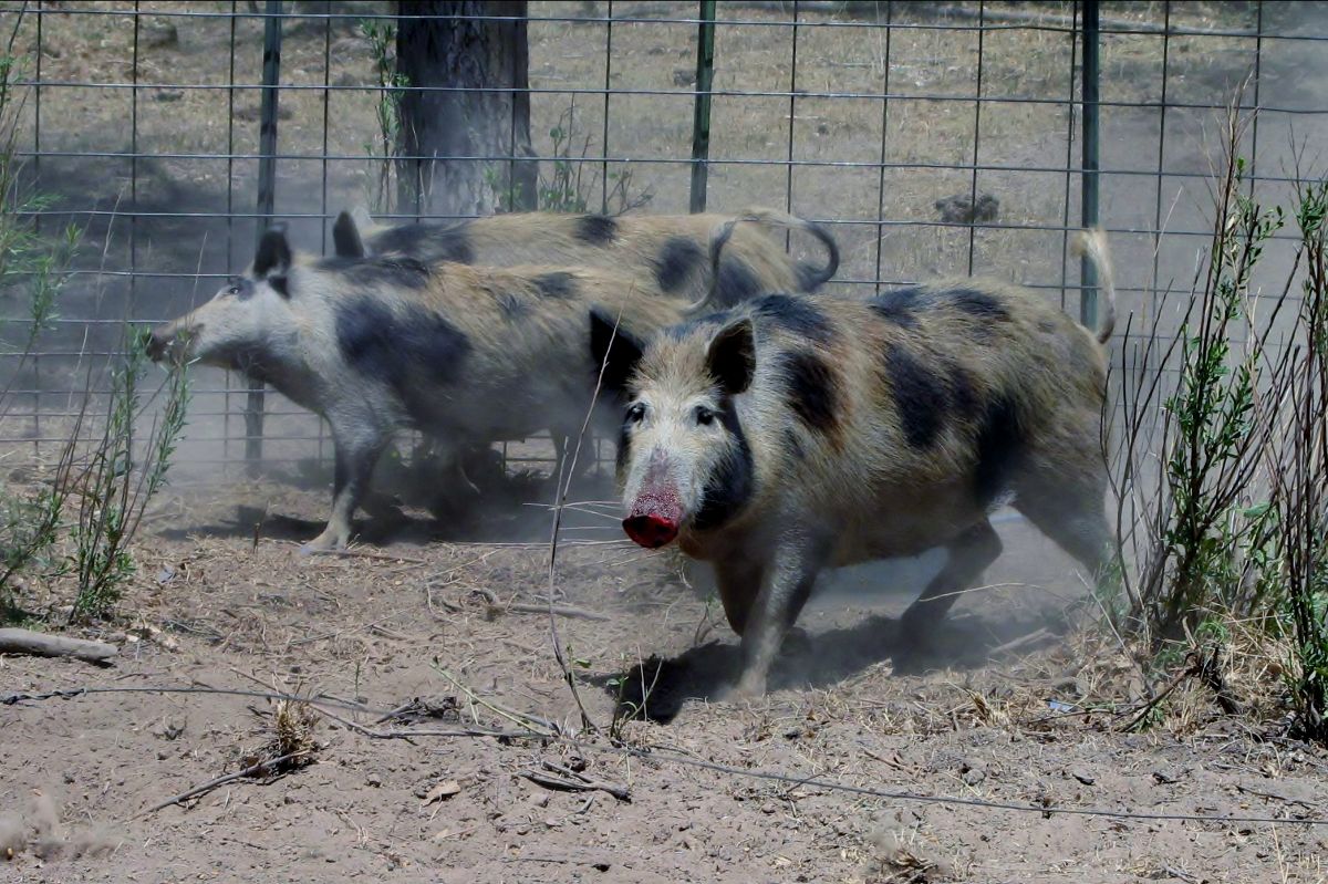 Feral swine in Colorado