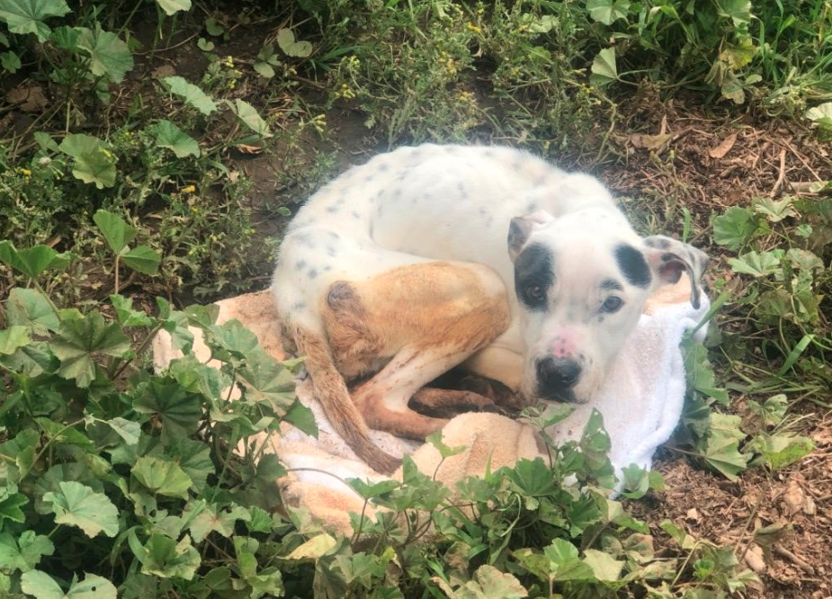 Dog found in canyon