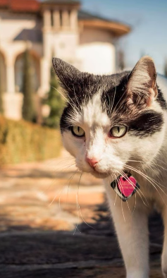 Cleome the Garden Cat