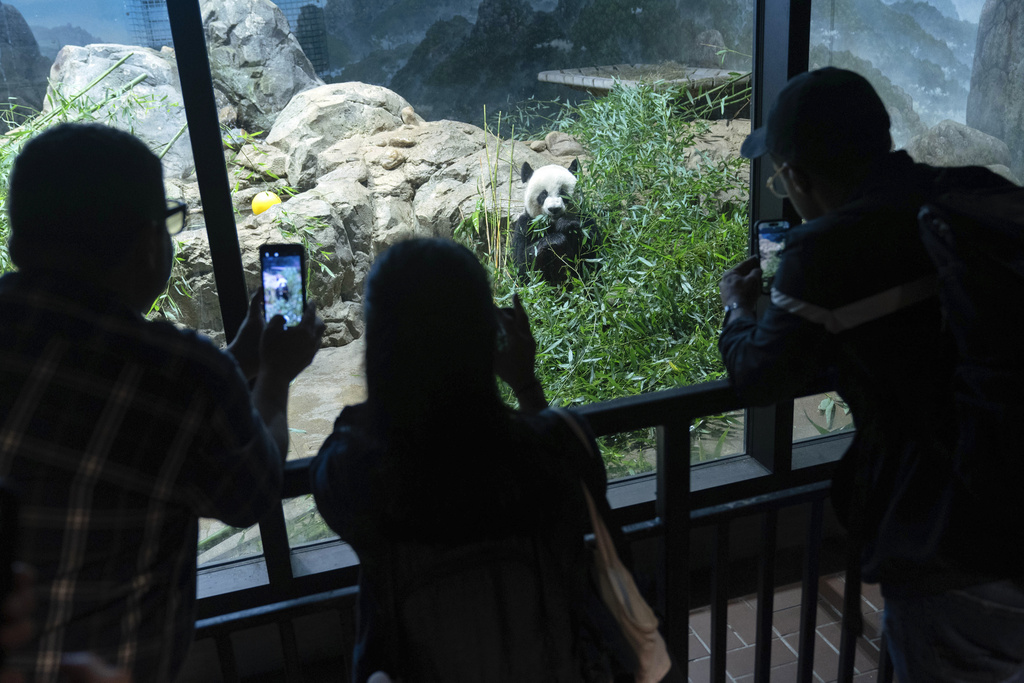 Visitors watch Giant panda Mei Xiang as he eats bamboo in his enclosure at the Smithsonian's National Zoo in Washington, Thursday, Sept. 28, 2023. 