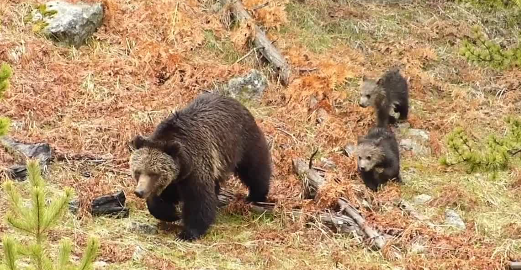 Potential grizzly bear delisting dividing Montanans - Vimarsana News