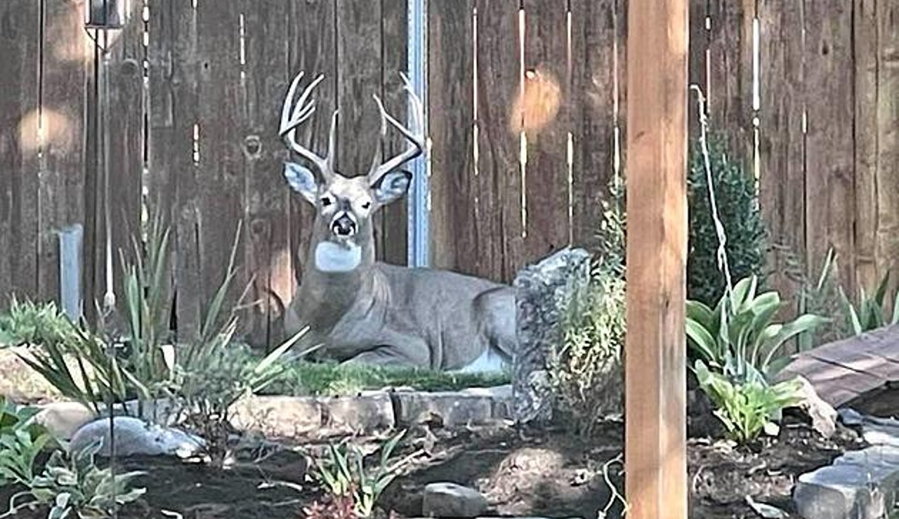 Missoula Urban Deer