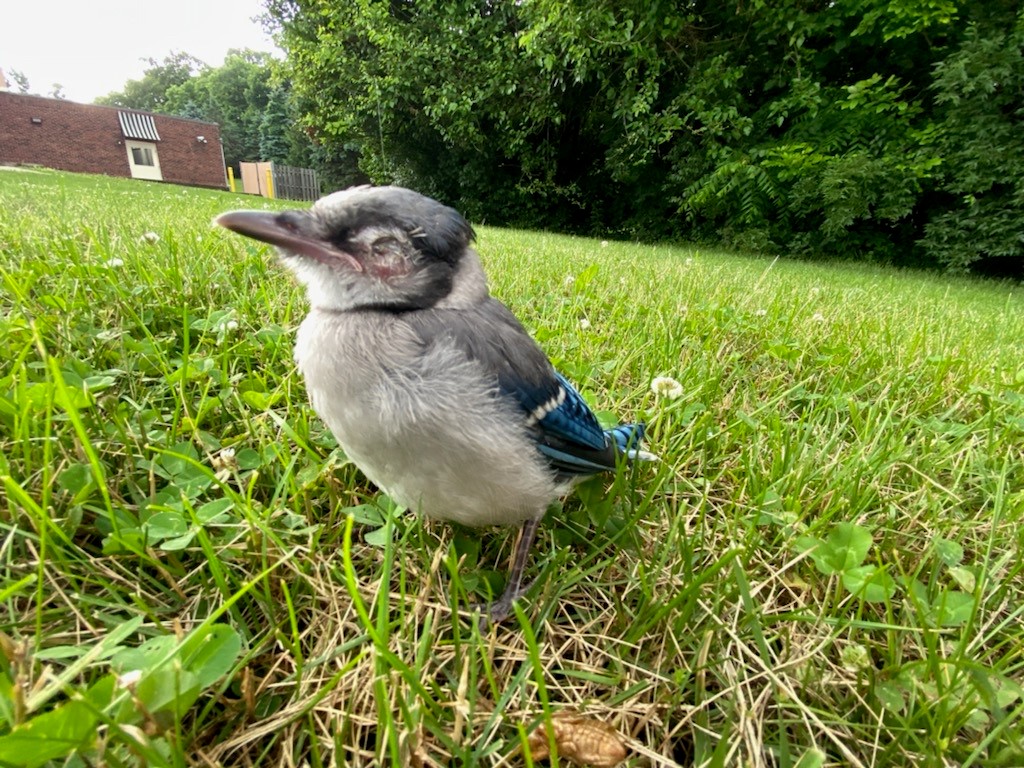 BlueJay.jpg