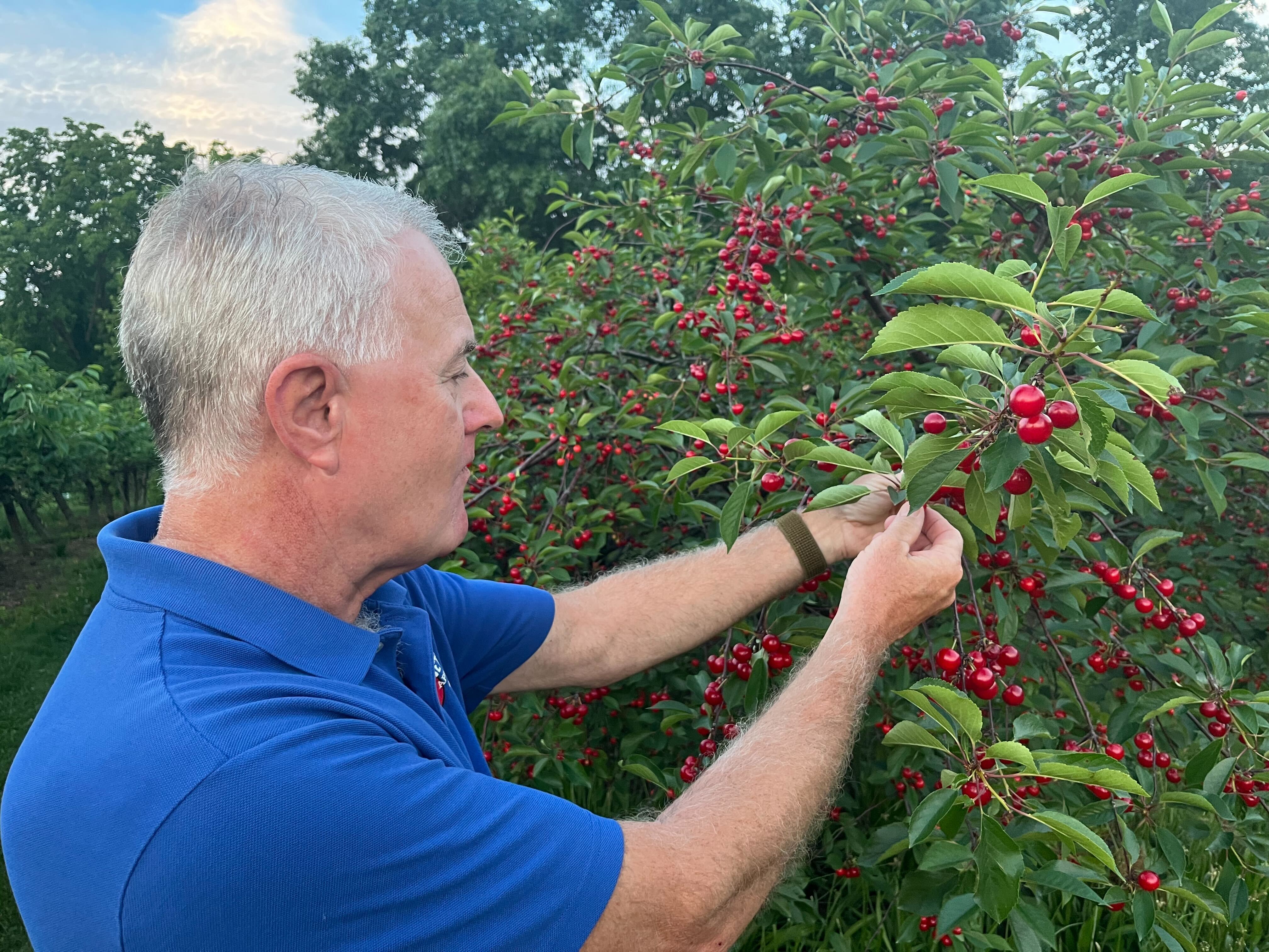 Ed Robinette picking cherries