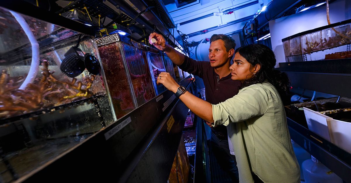 UCSD Scientists Develop Gel to Attract Baby Coral, Encourage Reef Growth