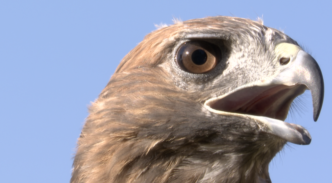 Birds of Prey Festival Screen Shot 2022-09-17 at 12.38.18 PM.png