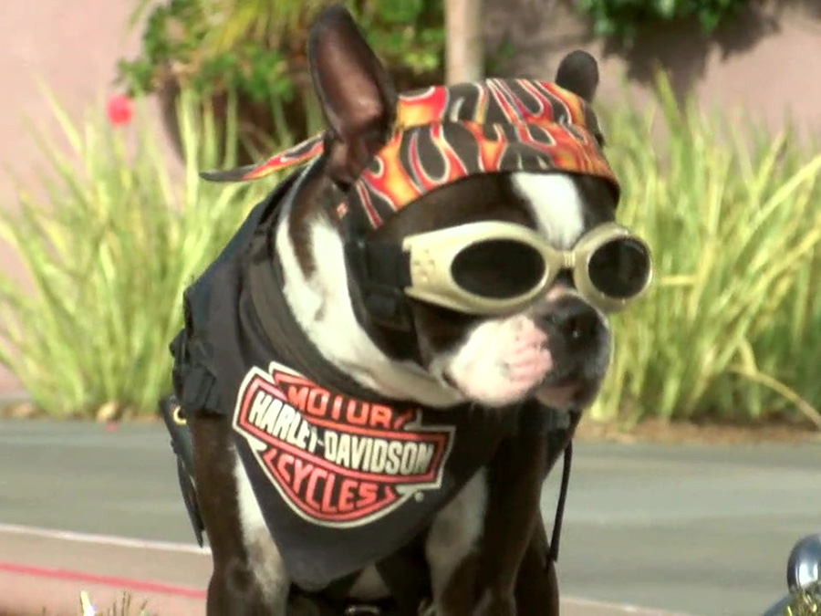 chopper_the_biker_dog_062822.jpg