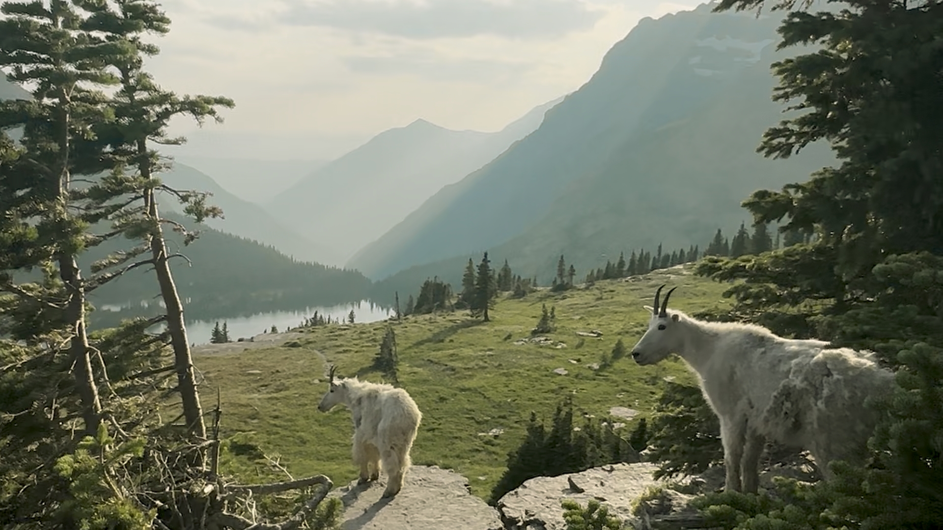 Glacier Goats