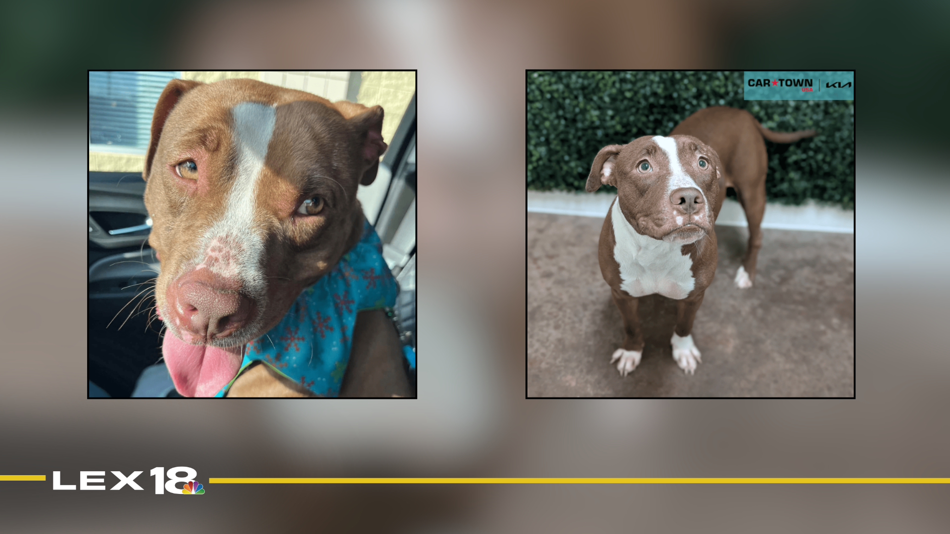 mugshot template  (21).png