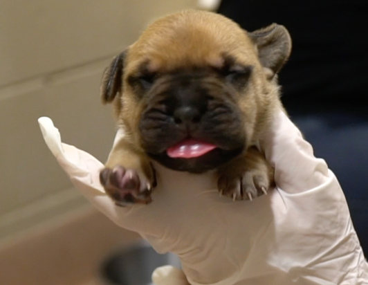 san diego humane society name puppy 04082021.png
