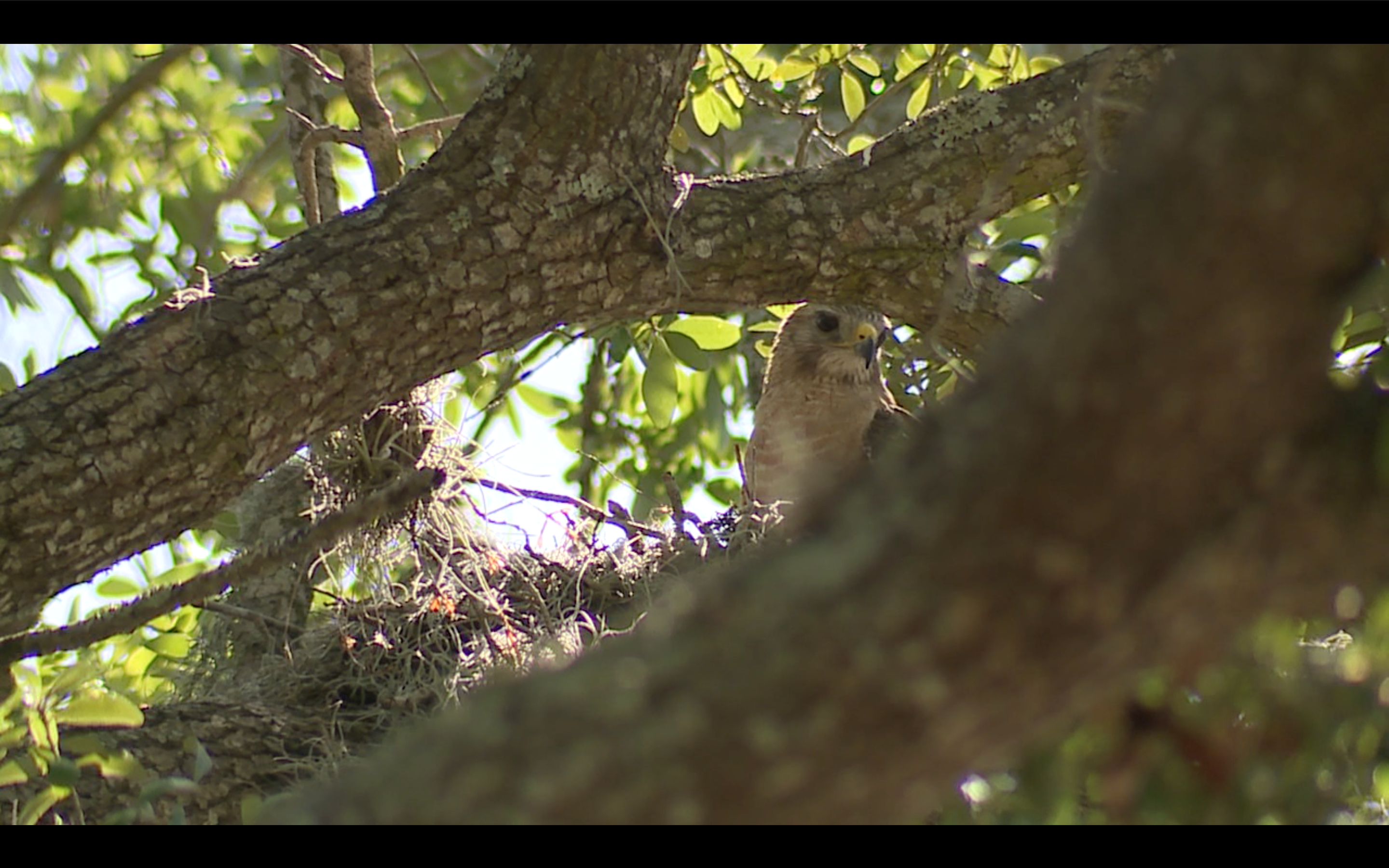 Red-shouldered hawk