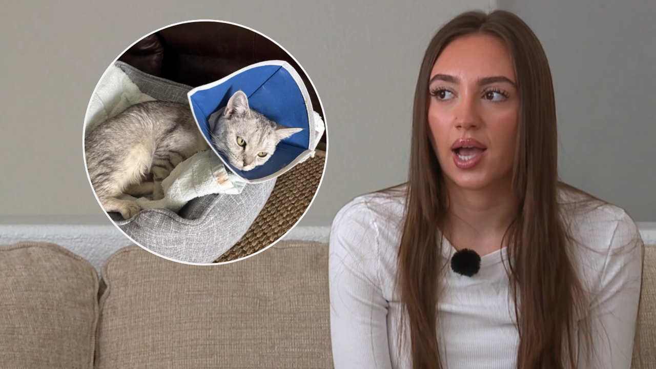 Petland will pay Las Vegas woman who bought sick cat from store