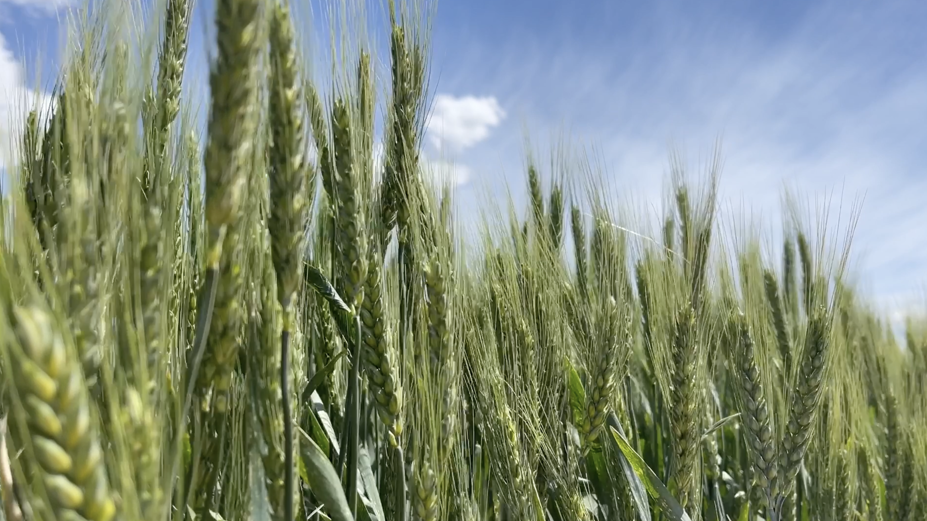Wheat