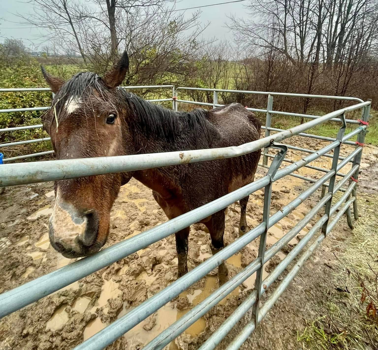 kentucky humane society.jpg