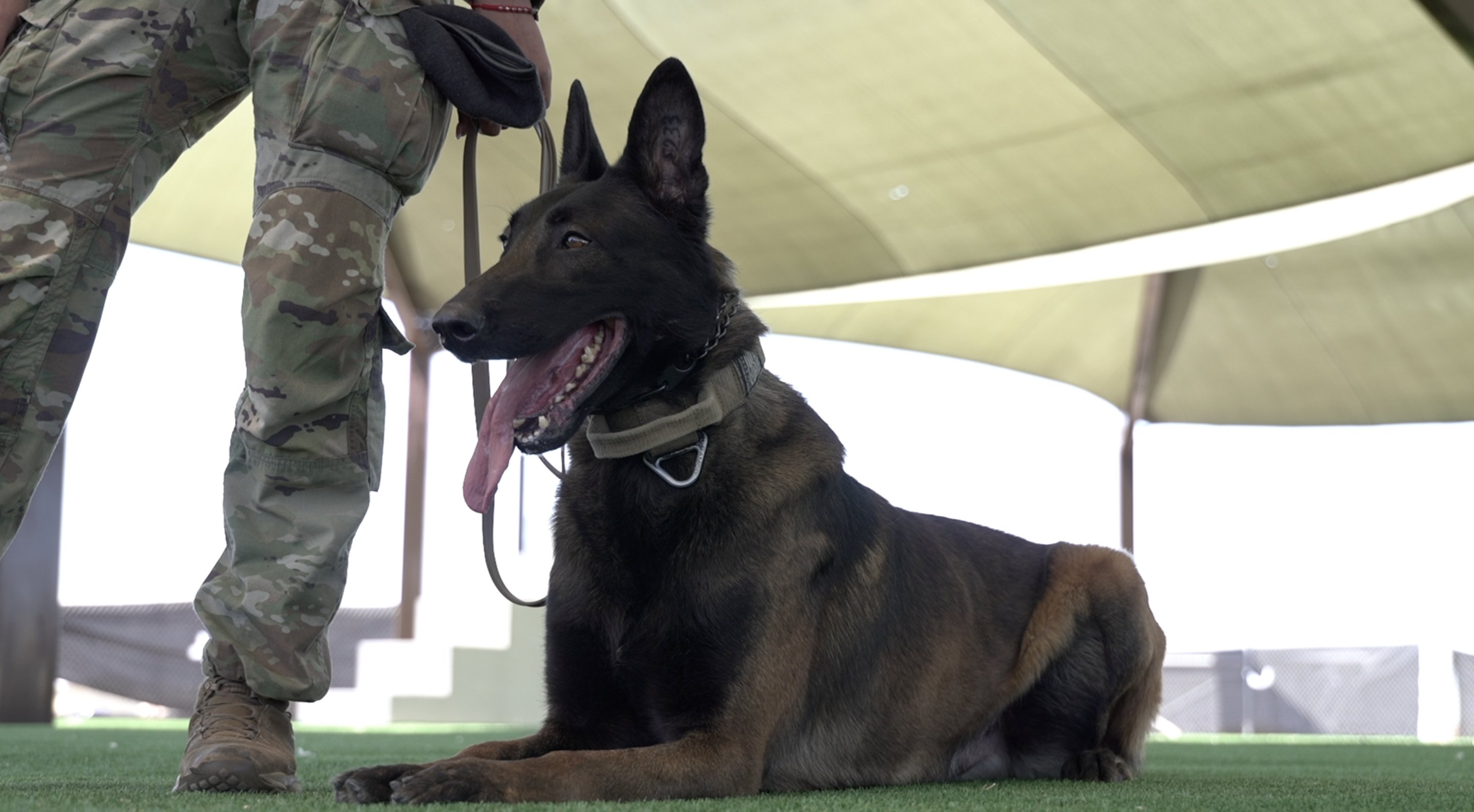 Mountain Home Air Force Base working dogs