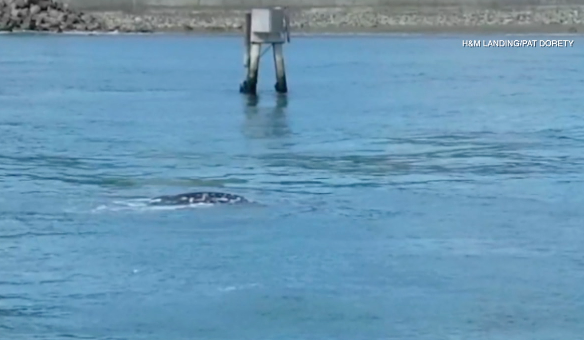 gray whale san diego bay